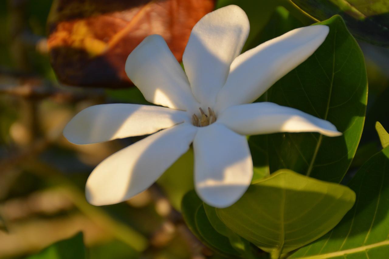 Te Ora Hau Ecolodge Afareaitu Dış mekan fotoğraf