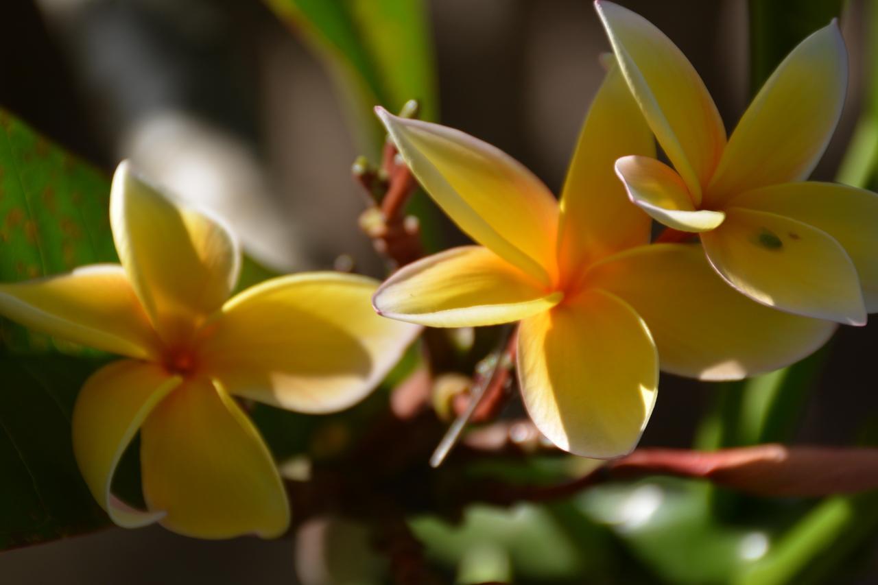 Te Ora Hau Ecolodge Afareaitu Dış mekan fotoğraf